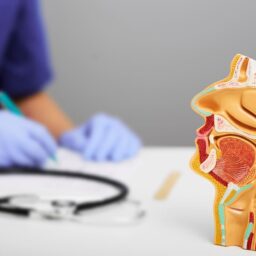 Nasal and oral cavity anatomical model for medical study on doctors table. ENT doctor during consultation over background